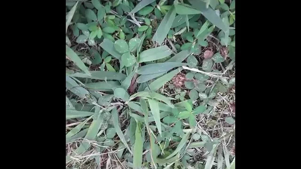 Big Spider running for it!