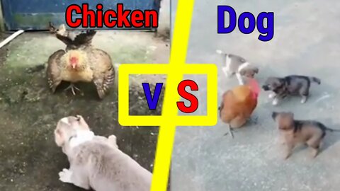 Dog vs chicken fight | dog funny video | cute dogs