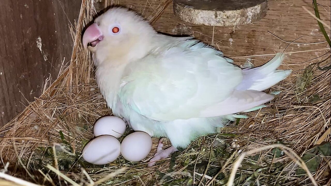 My Lovebird Mutation Setup Breeding Progress