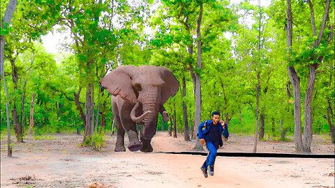 Elephant Attack In Forest.