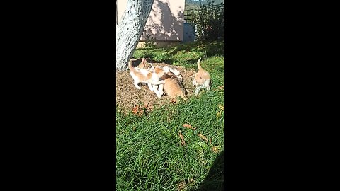 familly time #cat #kitten #cute