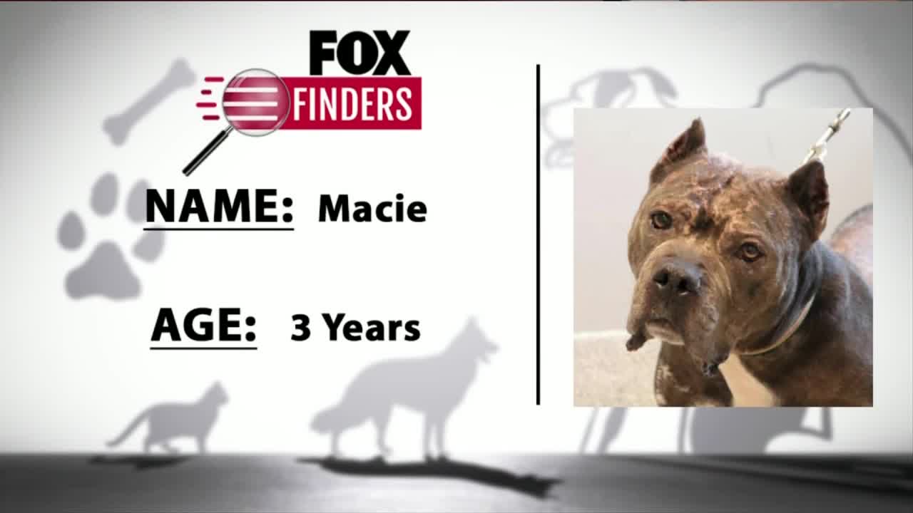 FOX Finders Pet Finder - Macie