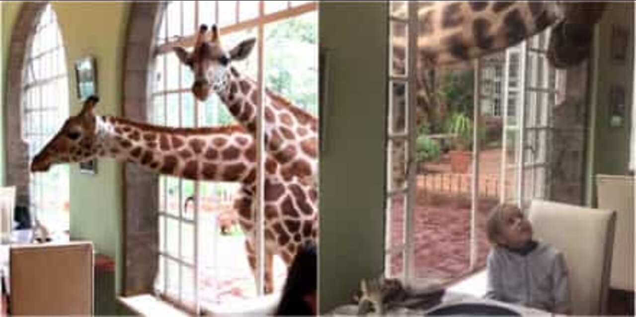 Girafas roubam o café da manhã de hotel