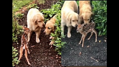 Adorable Labrador Dog Caring For Newborn Deer Give You Positive Vibes