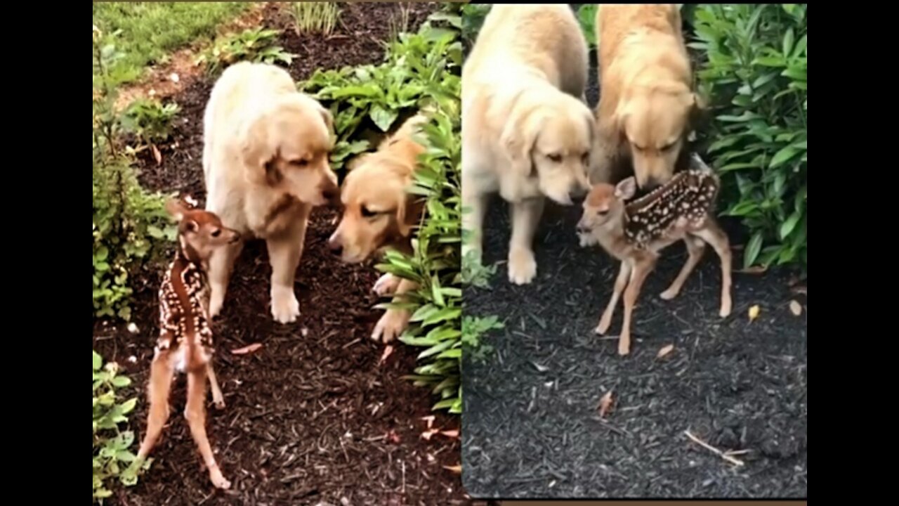 Adorable Labrador Dog Caring For Newborn Deer Give You Positive Vibes