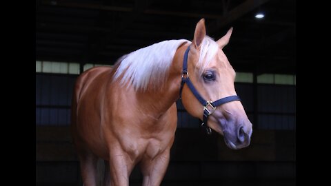 Cloudy Invite AQHA sms