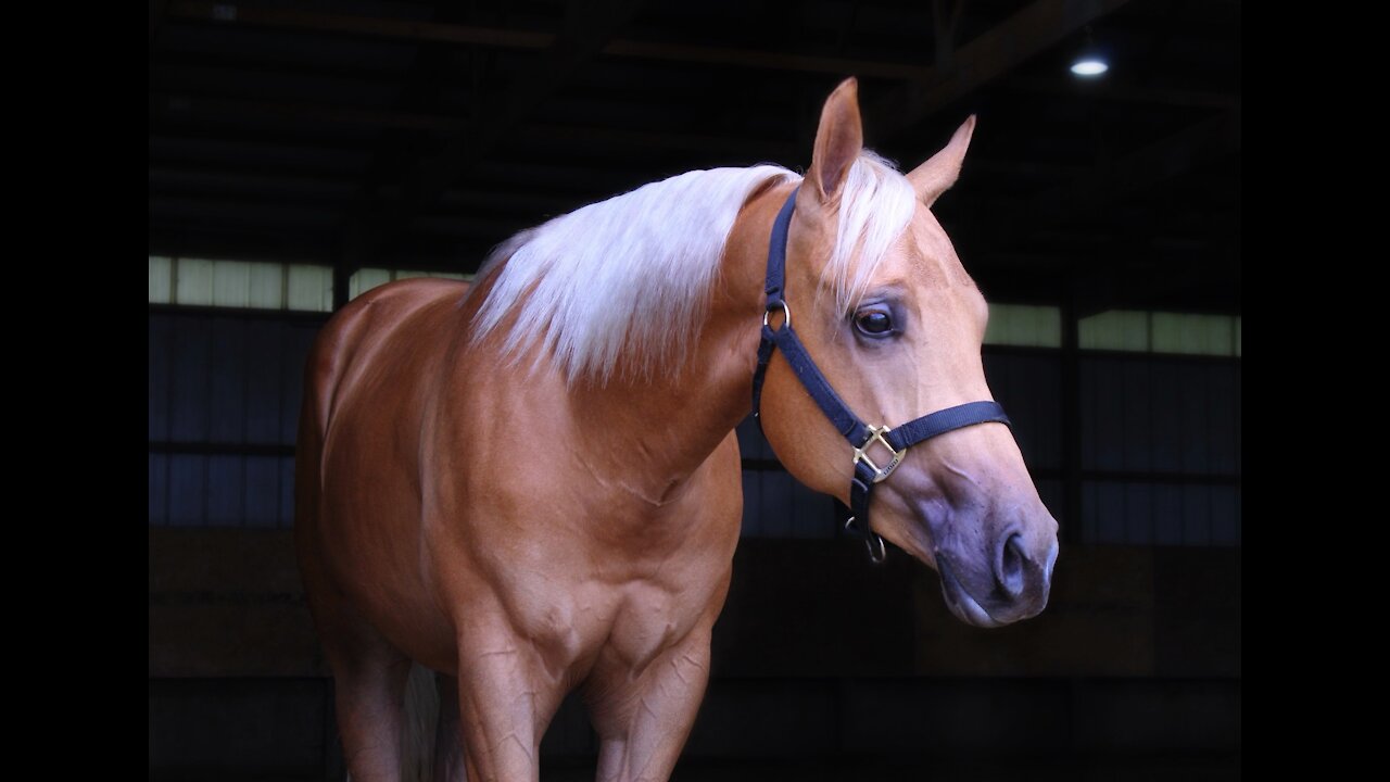 Cloudy Invite AQHA sms