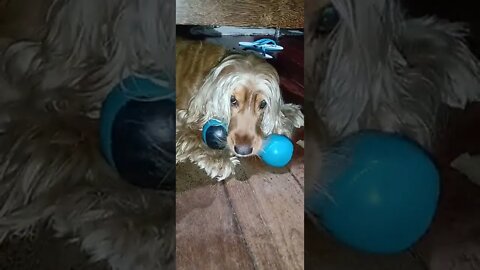 #dogshow , #animals , #dogs , #shorts