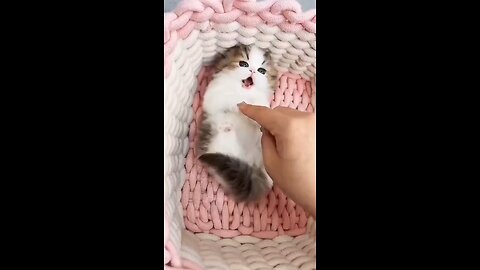 little kitty play with hand funny animal