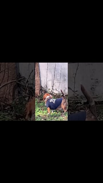 Vicious Squirrel Hunter Banchee the Beagle