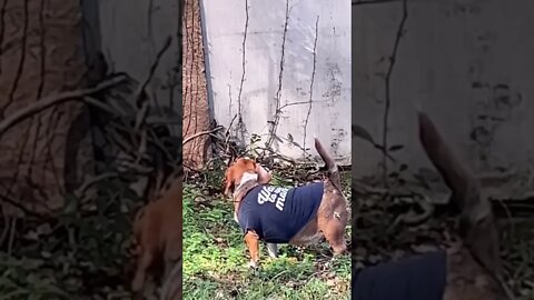 Vicious Squirrel Hunter Banchee the Beagle