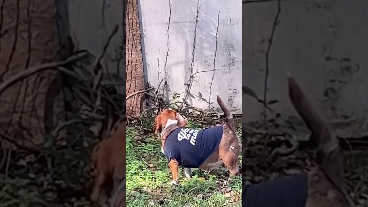 Vicious Squirrel Hunter Banchee the Beagle