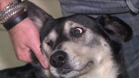Concerns about pet sitters