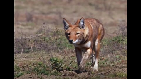 ETHIOPIAN WOLF......a good hunter in the wild