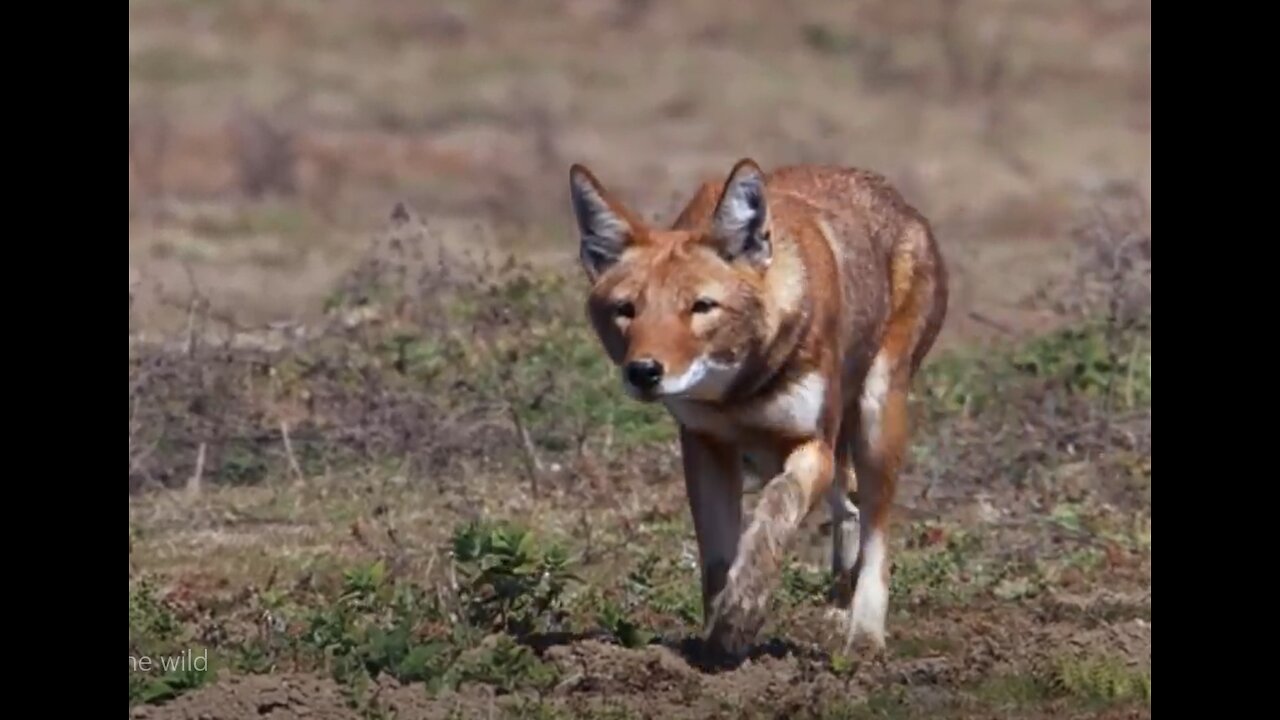 ETHIOPIAN WOLF......a good hunter in the wild