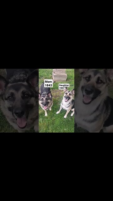 When The Math Ain't Mathing #shorts #dog #doggo #dogs #shepherd #shepsky #shortsvideo