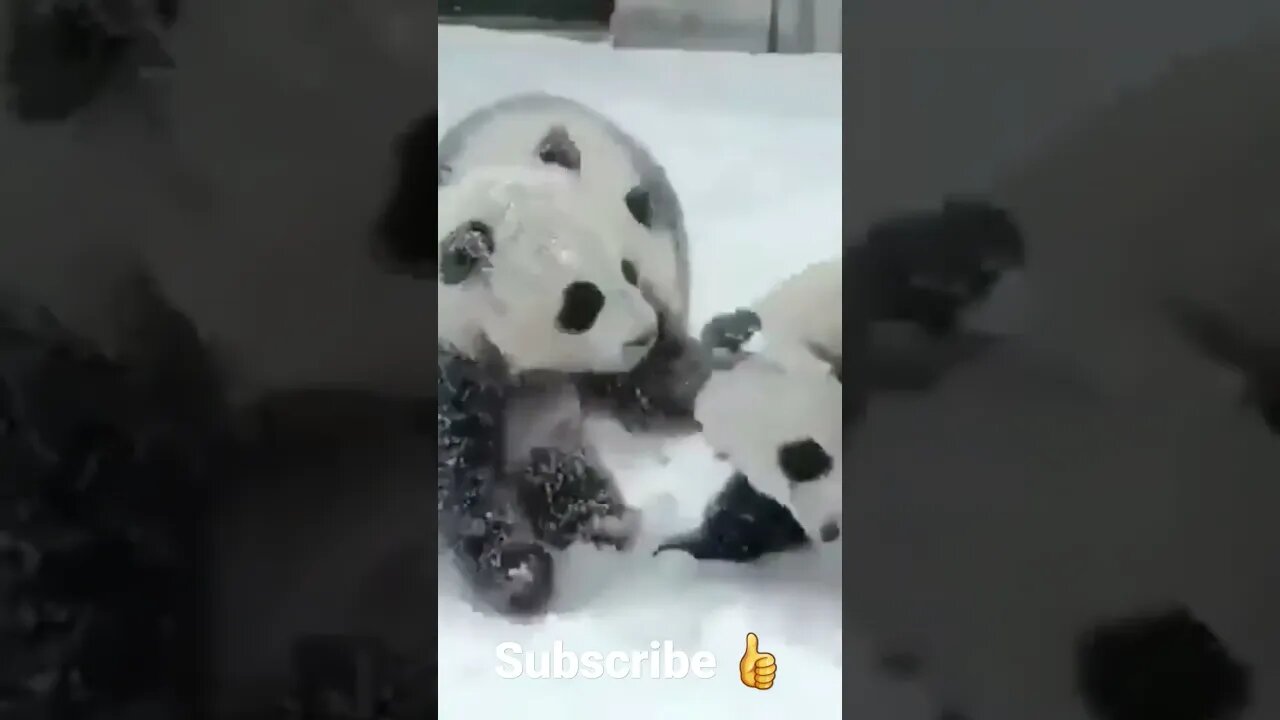 #shorts #viral #funnyvideo #funny #dogs #animals #panda #pandasong