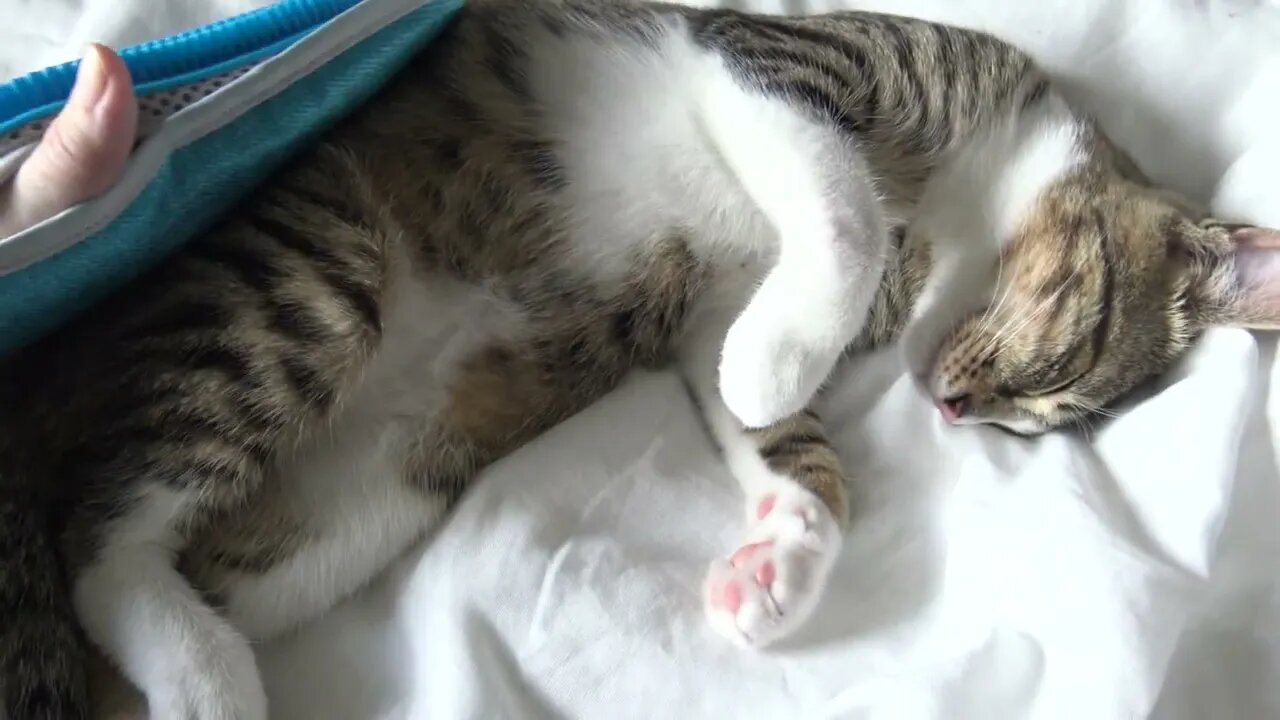 I Love the Deshedding Glove