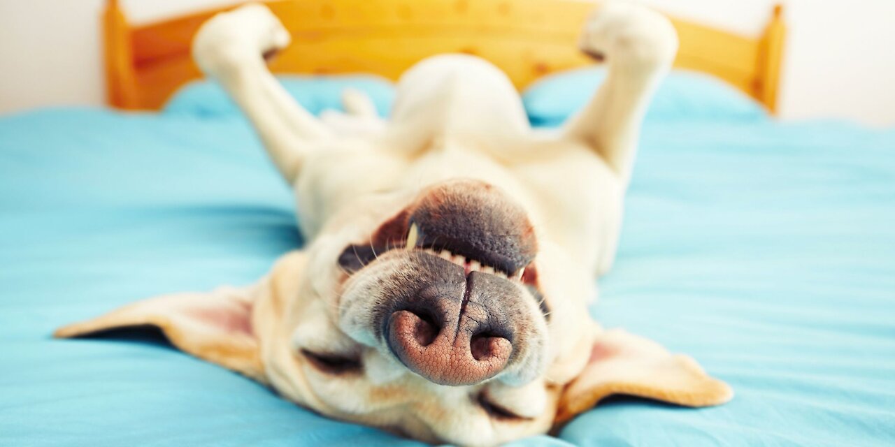 Funniest Dogs and Cats - Awesome Funny pet's video make you laugh