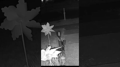 The Fox Is In The Street At Night #Shorts 🌃