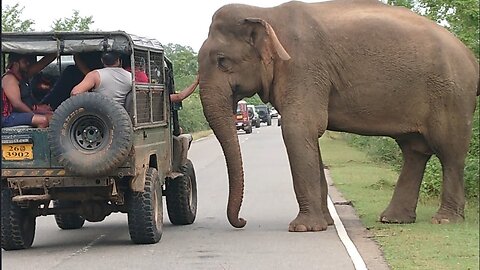 The wild elephant that has won the love of everyone who walks on this road 2.viral#