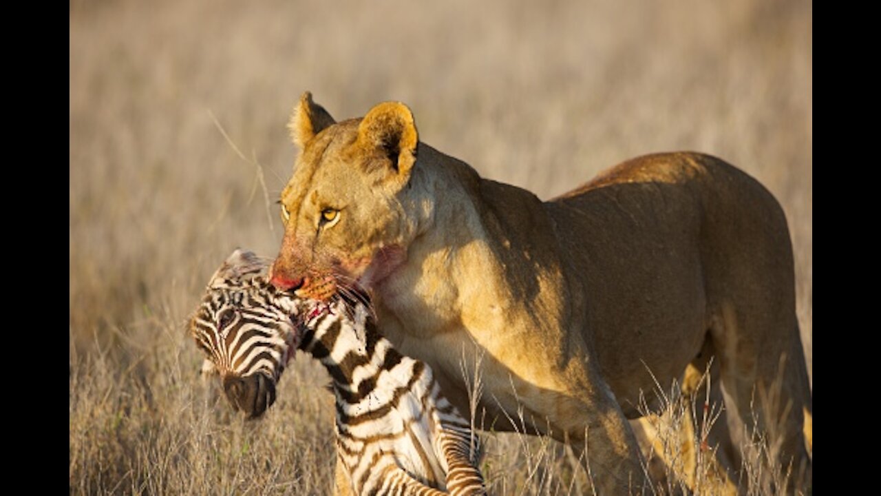 Lions in Action || Lions hunting Wildebeest in Serengeti