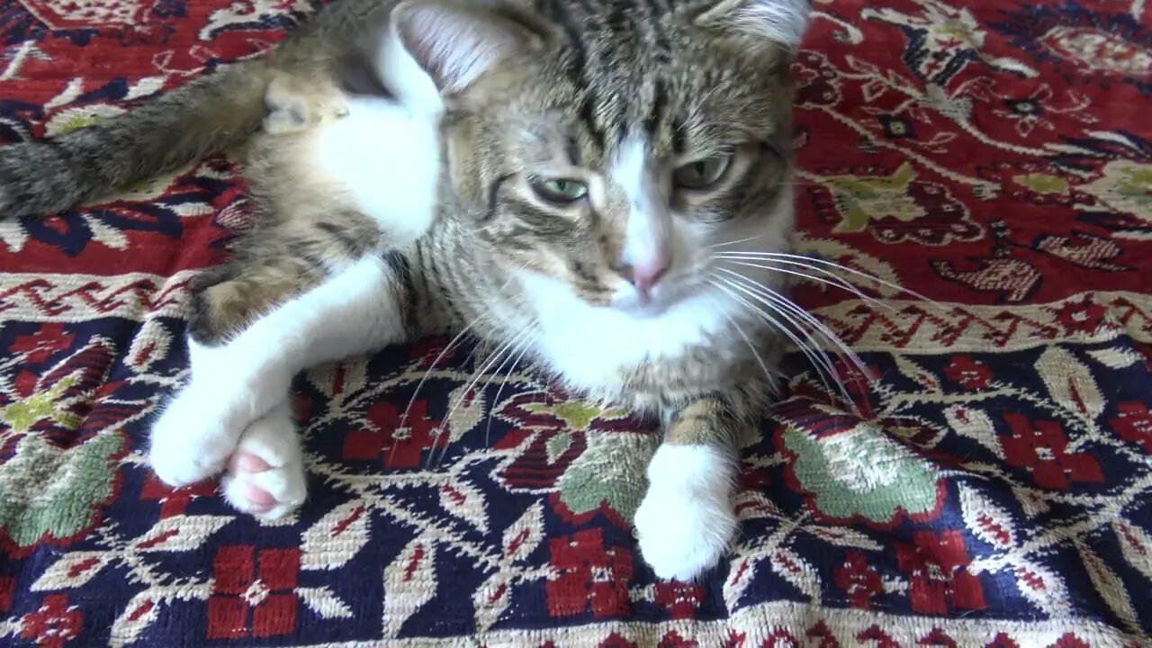 Cat Reaction to Dust, Funny Little Cat Sneezes