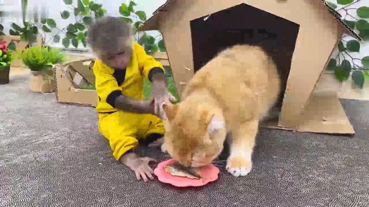 Baby Monkey goes fishing to feed ody cat 🐈