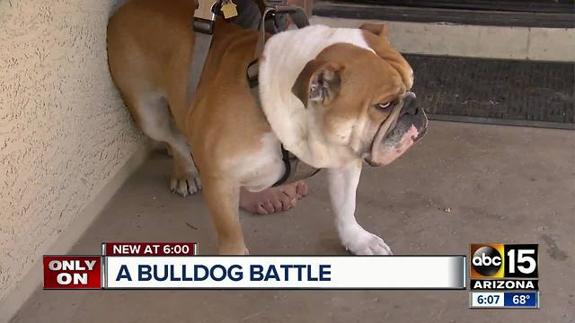 Dog stuck in the middle of a custody battle gone viral