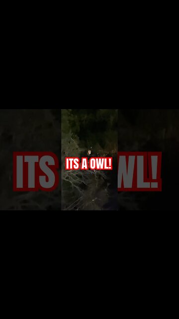 ITS A OWL!🦉
