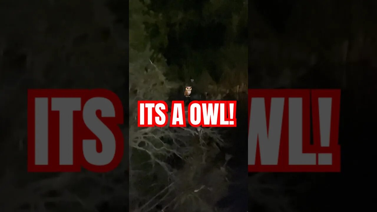ITS A OWL!🦉