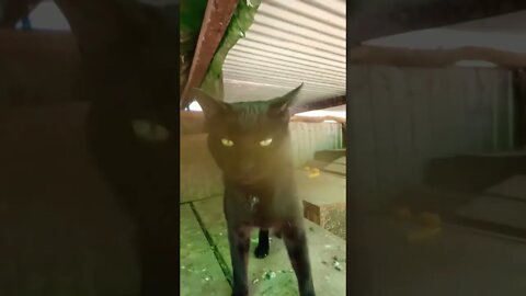 Black Cat being lazy in the chicken pen