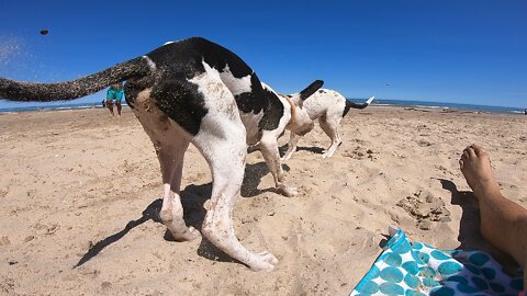 puppies fresk out in the sand