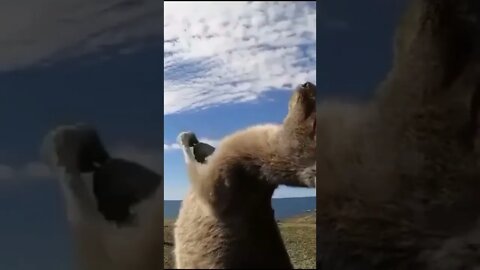 Desenrola, bate e joga de ladinho - Ganguru demonstrando a sua flexibilidade