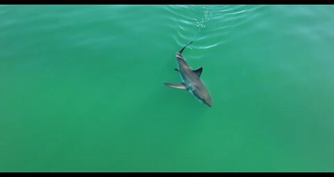 Best great shark Drone Footage of 2021.