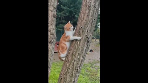 Cute and funny cat videor