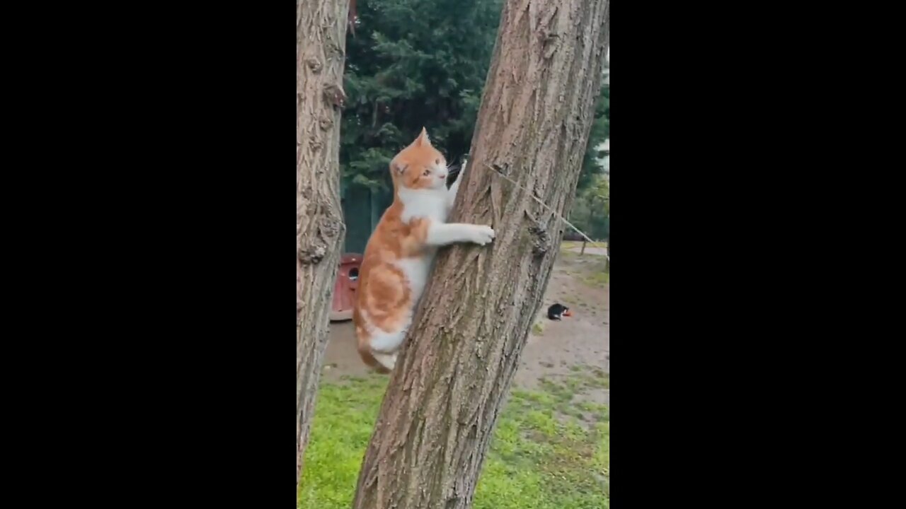 Cute and funny cat videor