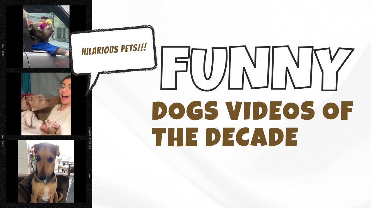 Best dogs videos of the decade