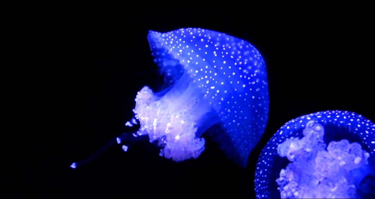 A Jellyfish Glowing In Dark Water / Sea Animals