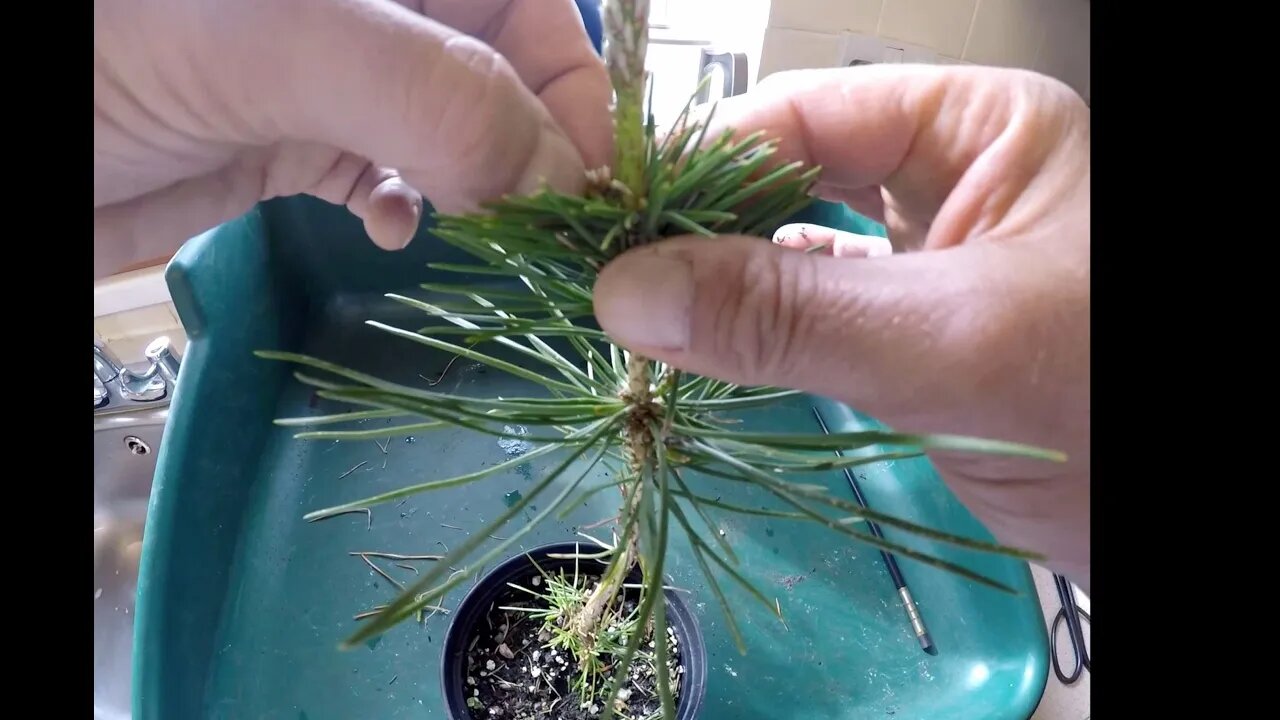 Japanese Black Pines. Pinching out new growth for styling.