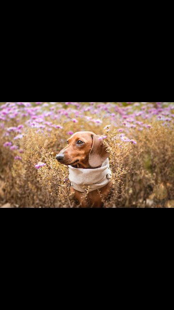 Interesting Dogs Funny Cats - Baby Cats - Cute and Funny Cat. (Funny Animals #247)