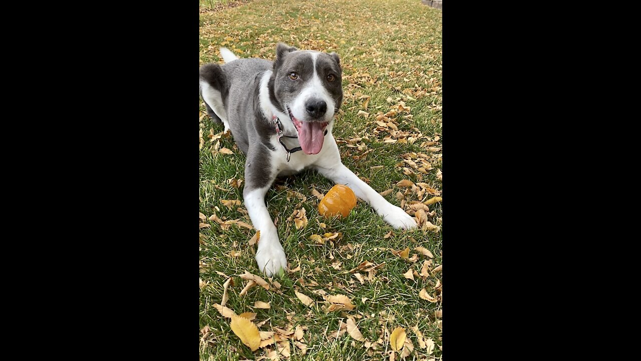 Dog cannot get enough of his squeaky toy ❤️