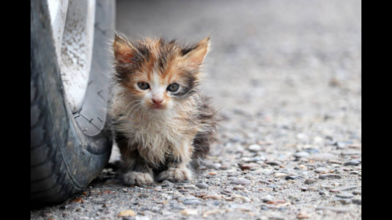 Rescue poor cat in very bad condition only his eyes are moving