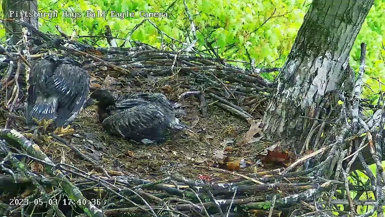 Hays Eagles H19 shows H20 how to nibble on a rabbit bone! 05-03-2023 17:39