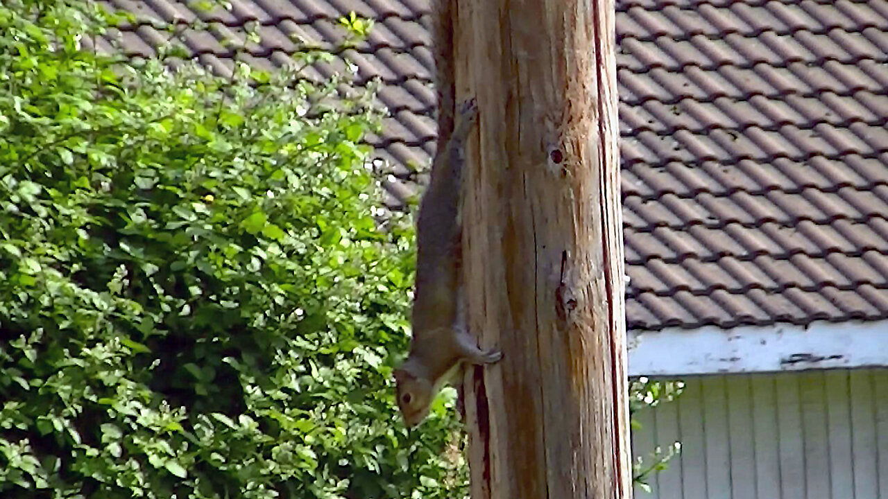 IECV NV #622 - 👀 Grey Squirrel Hanging On To The Light Pole Upside Down 6-12-2018