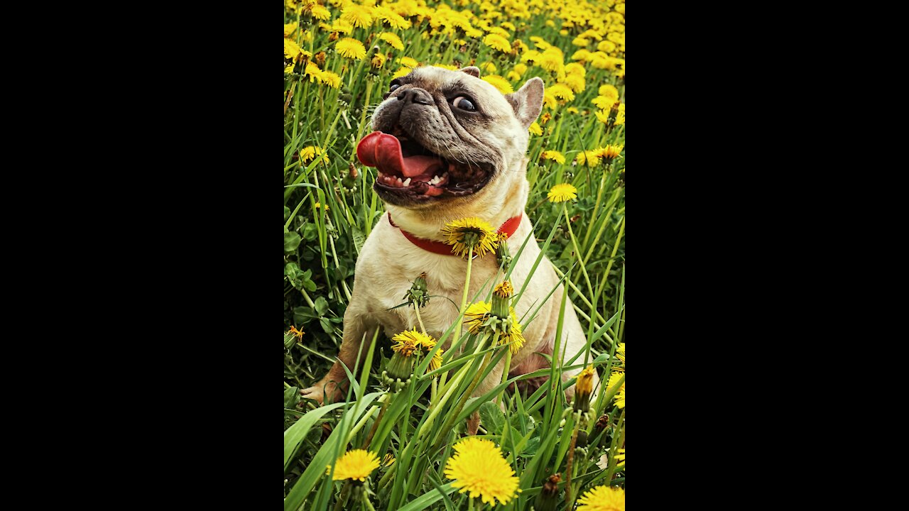 Beautiful puppy running in the garden | French bulldog