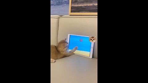 Cute cat watches 'Cat and Mouse' so seriously #cutecat #kitten