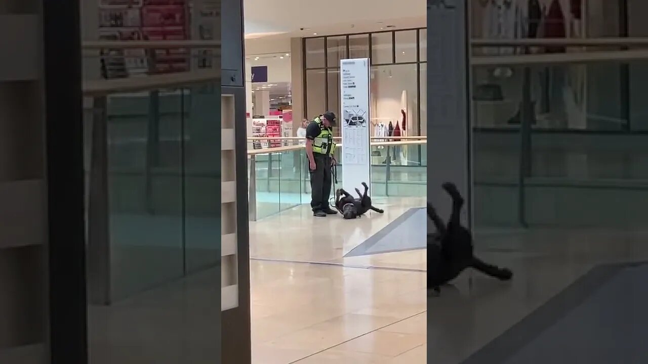 Dog Takes Break From Work