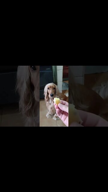 #dogshow, #amimals, #dogs, #shorts