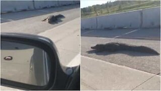 Questo coccodrillo vuole solo attraversare l'autostrada!